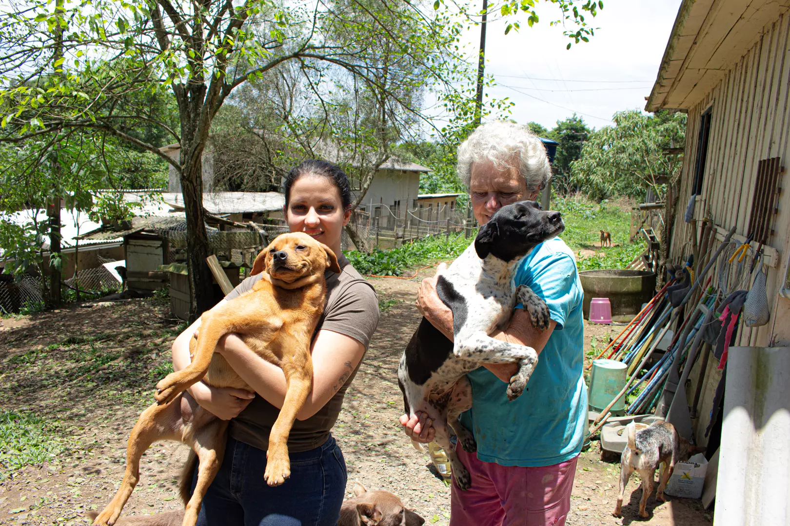 Fazendo a Diferença: A Luta Diária para Manter o Bem-Estar de 192 Cachorros no Abrigo Amigo Fiel